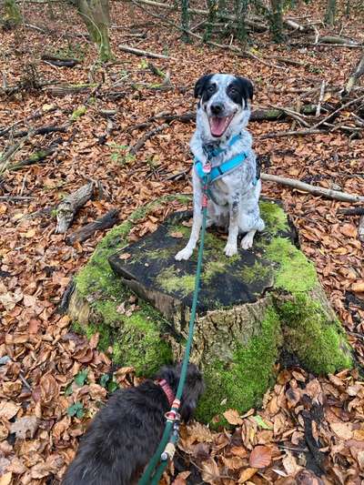 TierschutzhundeStammtisch🐕-Beitrag-Bild