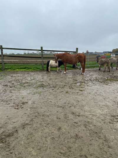 TierschutzhundeStammtisch🐕-Beitrag-Bild
