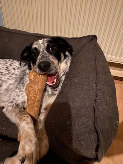 TierschutzhundeStammtisch🐕-Beitrag-Bild