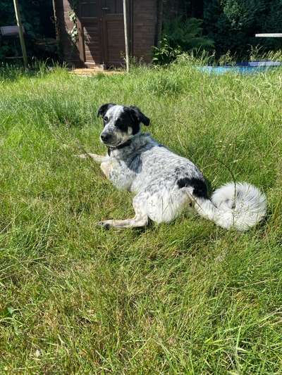 TierschutzhundeStammtisch🐕-Beitrag-Bild