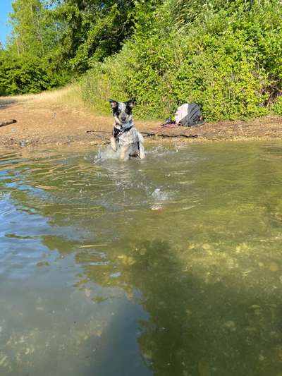 TierschutzhundeStammtisch🐕-Beitrag-Bild