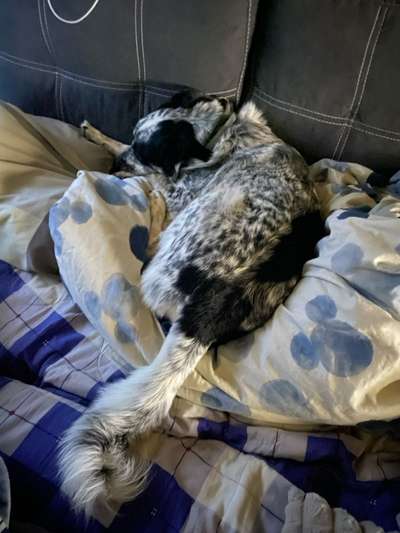 TierschutzhundeStammtisch🐕-Beitrag-Bild