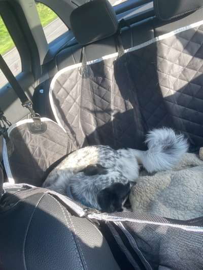 TierschutzhundeStammtisch🐕-Beitrag-Bild