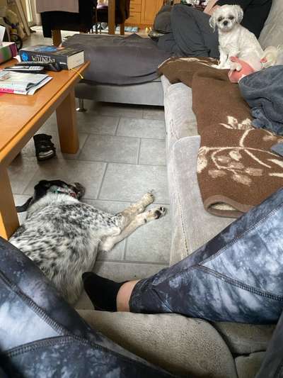 TierschutzhundeStammtisch🐕-Beitrag-Bild