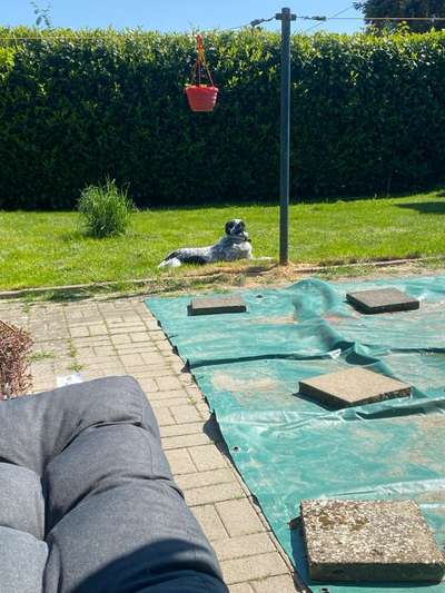 TierschutzhundeStammtisch🐕-Beitrag-Bild