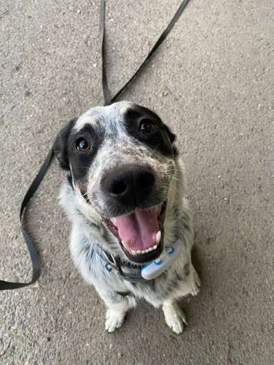 TierschutzhundeStammtisch🐕-Beitrag-Bild