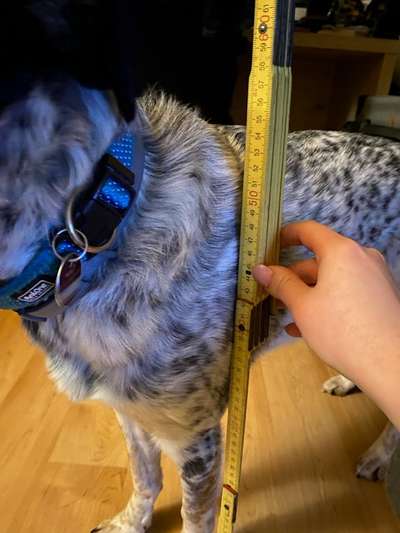 TierschutzhundeStammtisch🐕-Beitrag-Bild