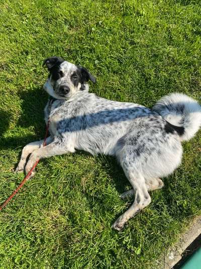 TierschutzhundeStammtisch🐕-Beitrag-Bild