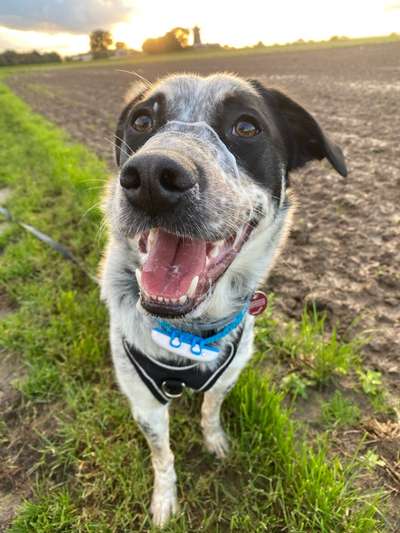 TierschutzhundeStammtisch🐕-Beitrag-Bild