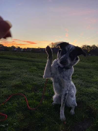 TierschutzhundeStammtisch🐕-Beitrag-Bild