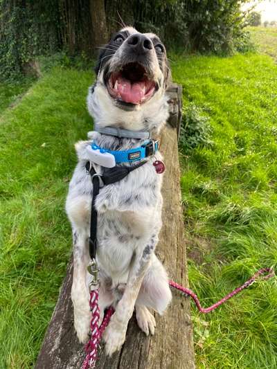 TierschutzhundeStammtisch🐕-Beitrag-Bild