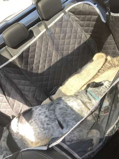 TierschutzhundeStammtisch🐕-Beitrag-Bild