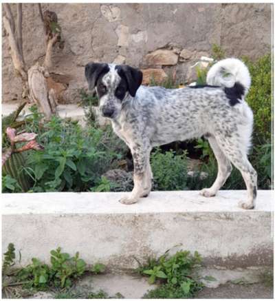 TierschutzhundeStammtisch🐕-Beitrag-Bild