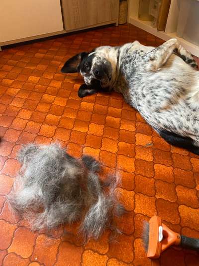 TierschutzhundeStammtisch🐕-Beitrag-Bild