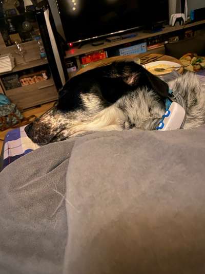 TierschutzhundeStammtisch🐕-Beitrag-Bild