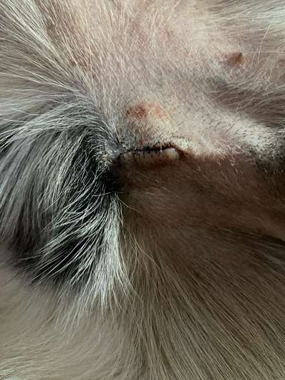 Kastrationswunde-Beitrag-Bild