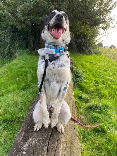 TierschutzhundeStammtisch🐕-Beitrag-Bild