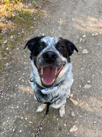 TierschutzhundeStammtisch🐕-Beitrag-Bild