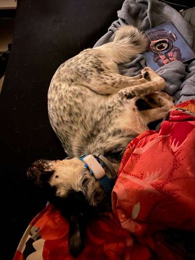 TierschutzhundeStammtisch🐕-Beitrag-Bild