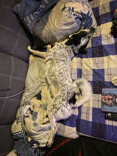 TierschutzhundeStammtisch🐕-Beitrag-Bild