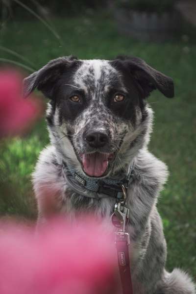 TierschutzhundeStammtisch🐕-Beitrag-Bild