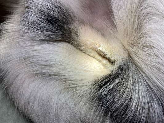 Kastrationswunde-Beitrag-Bild