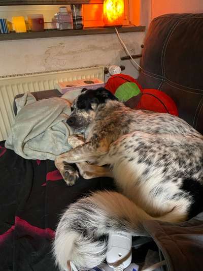 TierschutzhundeStammtisch🐕-Beitrag-Bild