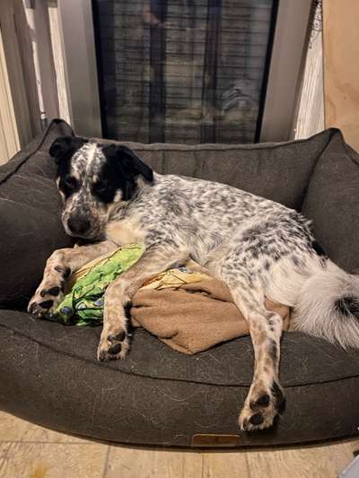 TierschutzhundeStammtisch🐕-Beitrag-Bild