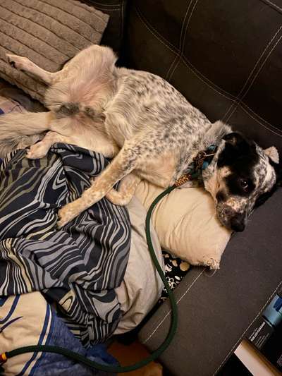 TierschutzhundeStammtisch🐕-Beitrag-Bild