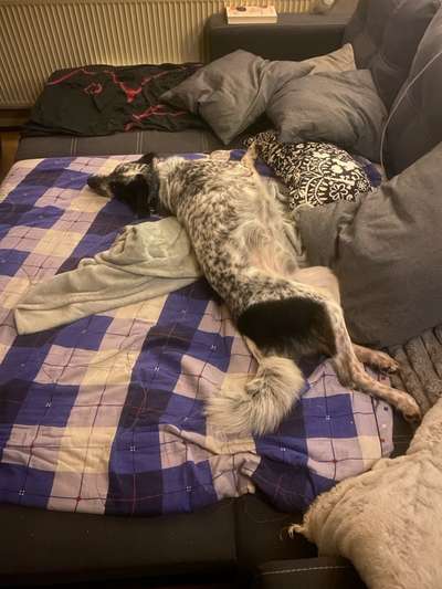 TierschutzhundeStammtisch🐕-Beitrag-Bild