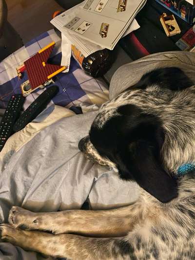 TierschutzhundeStammtisch🐕-Beitrag-Bild