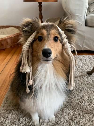 Shelties-Beitrag-Bild