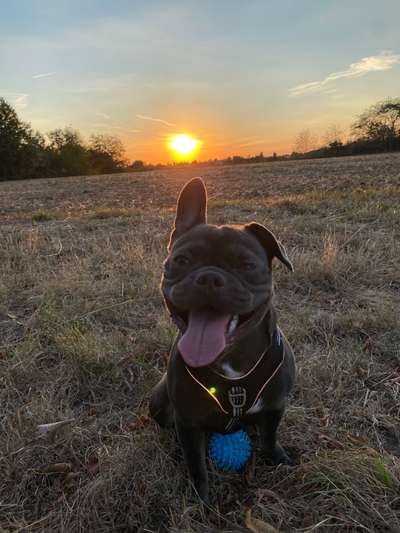 !!!Französische Bulldoggen mix!!!-Beitrag-Bild