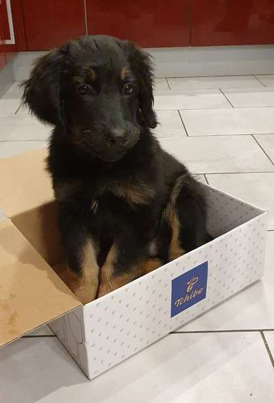 Welpen Bilder !-Beitrag-Bild