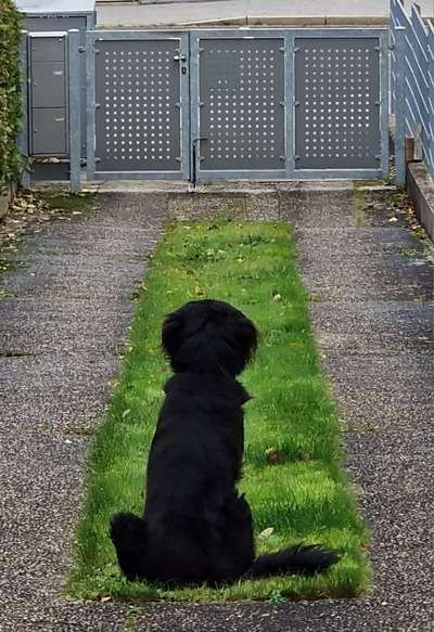 Fotosammlung: ,,Der natürliche Hund" Unbearbeitet, ungestellt und in Natura-Beitrag-Bild