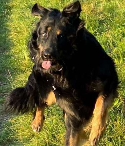 Fotochallenge Nr. 59 - Mein Hund zeigt die Zunge-Beitrag-Bild