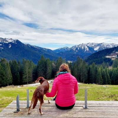 Hundetreffen-Wandern mit Hund-Bild