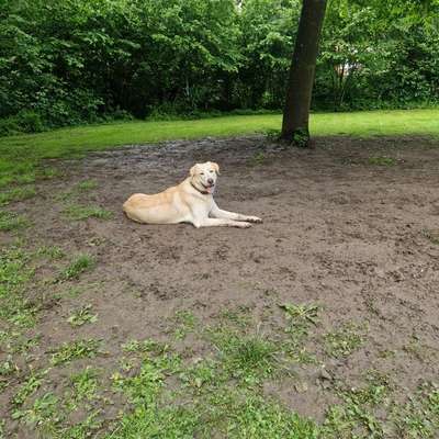 aktuelles Foto Gruppe Hirten und Herdenschutzhunde