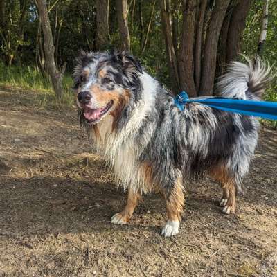 Hundetreffen-Begegnungen mit Kindern