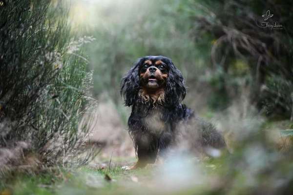 Wie lernen damit umzugehen dass der Hund altert?-Beitrag-Bild