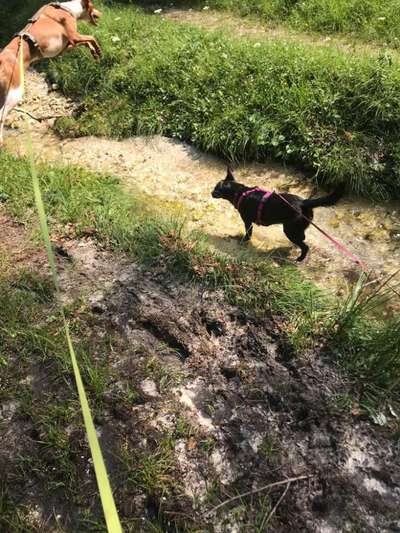 Podencomischling oder Podenco-Beitrag-Bild