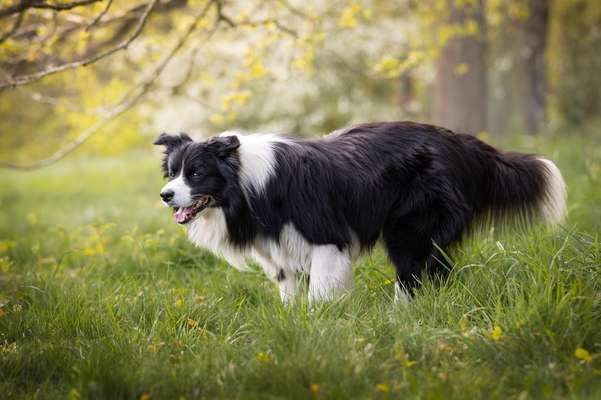 Hundetreffen-Morgenrunde auf dem Hohenstein-Bild