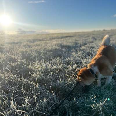 Hundetreffen-Spielpartner gesucht 🐶☀️-Bild