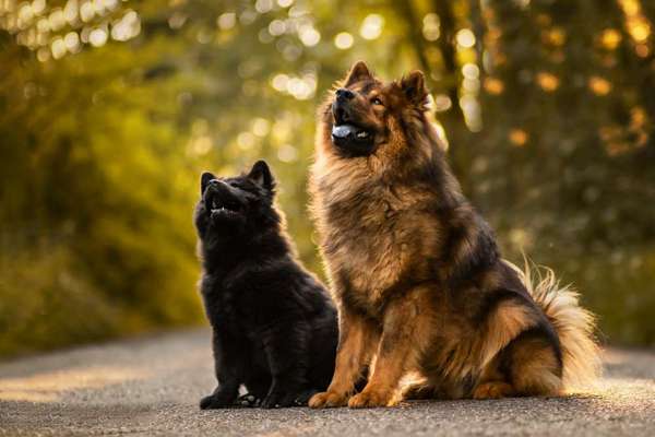 Eurasier hier?-Beitrag-Bild