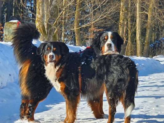 Die Dogorama Kalender Challenge Titelbild-Beitrag-Bild