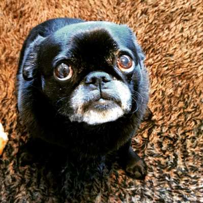 Die besten Hundeblicke 🐾❤️-Beitrag-Bild