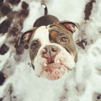 Die besten Hundeblicke 🐾❤️-Beitrag-Bild