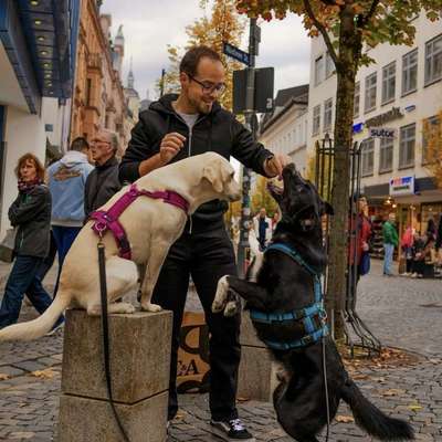 Hundetreffen-Gassirunde