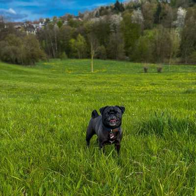 Hundetreffen-Gassi Runde 🐾-Bild