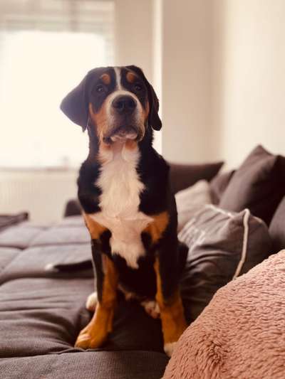 Weitere Große Schweizer Sennenhunde (oder andere große Rassen) hier?-Beitrag-Bild